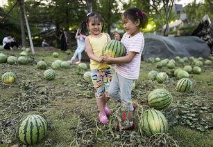 吸引吃瓜,那些年我们一起吃过的瓜