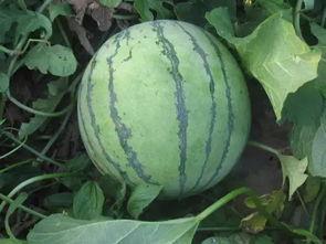 梦到坐在树上吃瓜,树上吃瓜的奇幻之旅